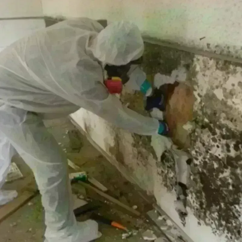 Mold Remediation and Removal in Pismo Beach, CA